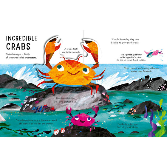 Illustration within Curious Kids: Explore the Shore